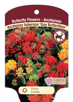 Milkweed Asclepias 'Gay Butterflies'