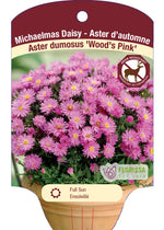 Aster ' Woods Pink'