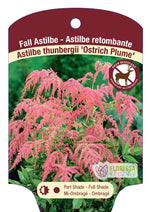 Astilbe 'Ostrich Plume'