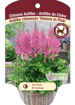 Astilbe 'Visions Pink'