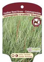 Reed Grass 'Overdam Feather Reed'