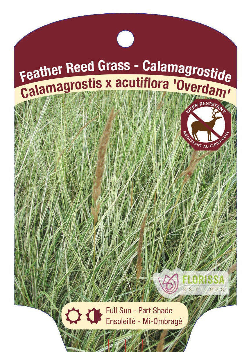 Reed Grass 'Overdam Feather Reed'