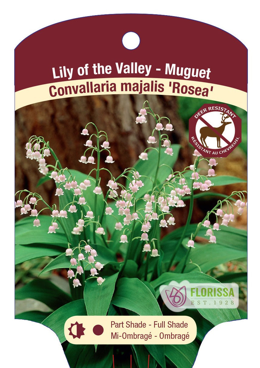 Lily of the Valley Convallaria