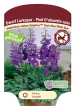 Delphinium 'Dwarf Dark Blue White Bee'