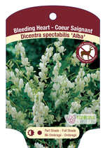 Dicentra Bleeding Heart 'Alba White'