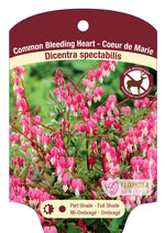 Dicentra Bleeding Heart 'Common Pink'