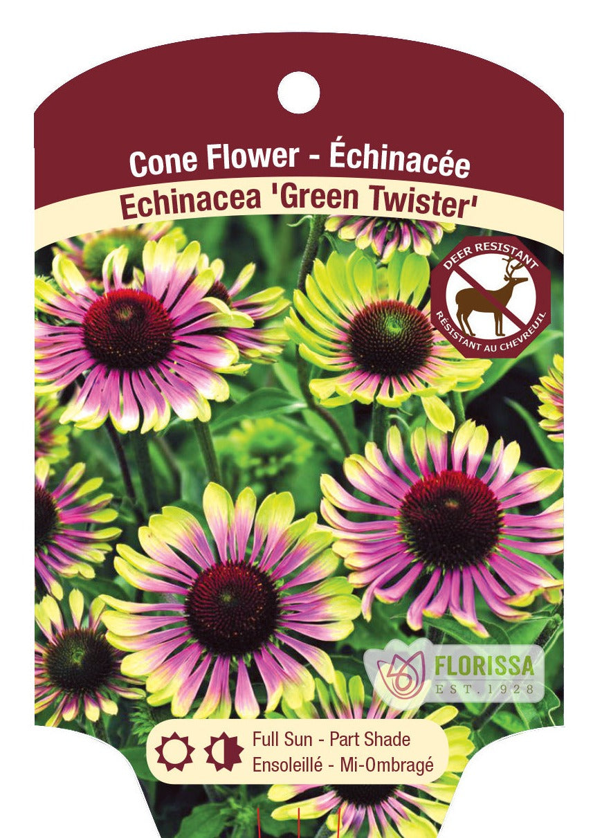 Echinacea 'Green Twister'