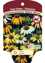 Echinacea Coneflower 'Mellow Yellow'