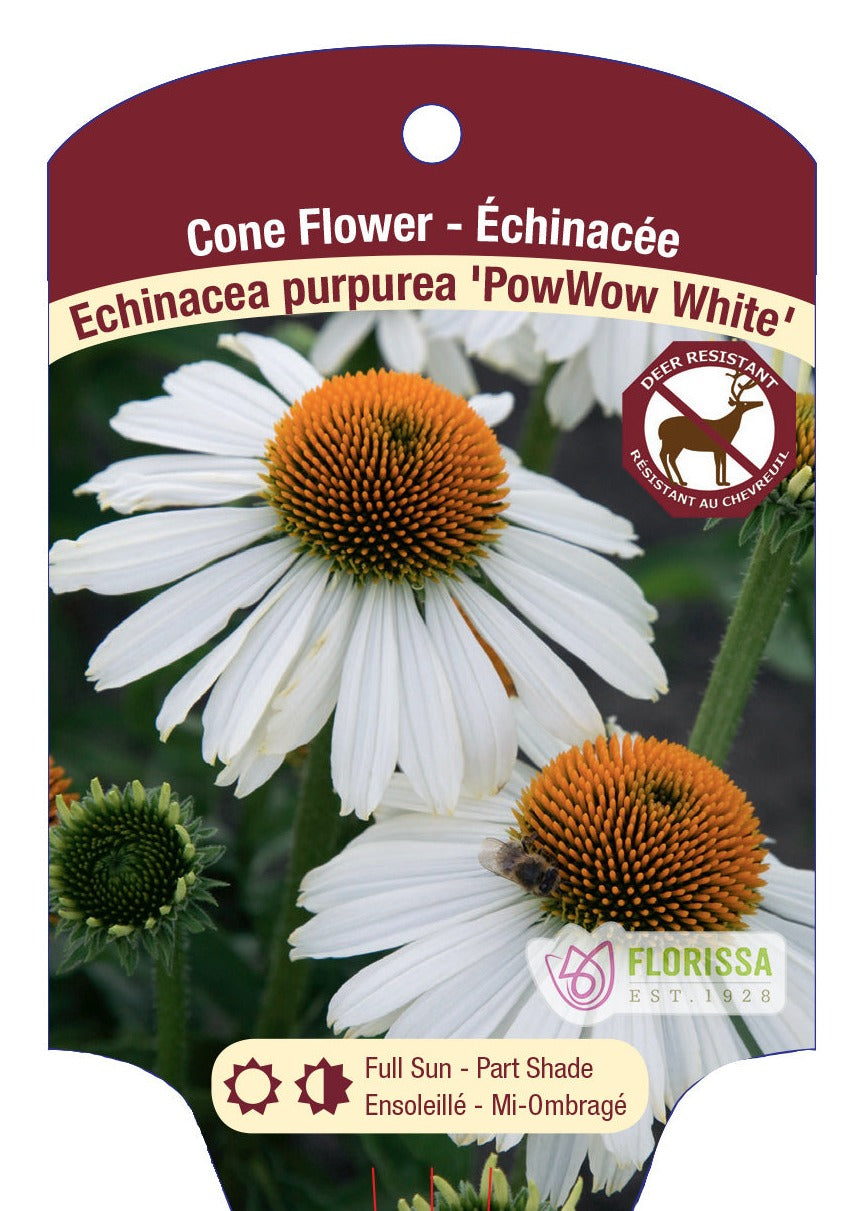 Echinacea 'Pow Wow White'