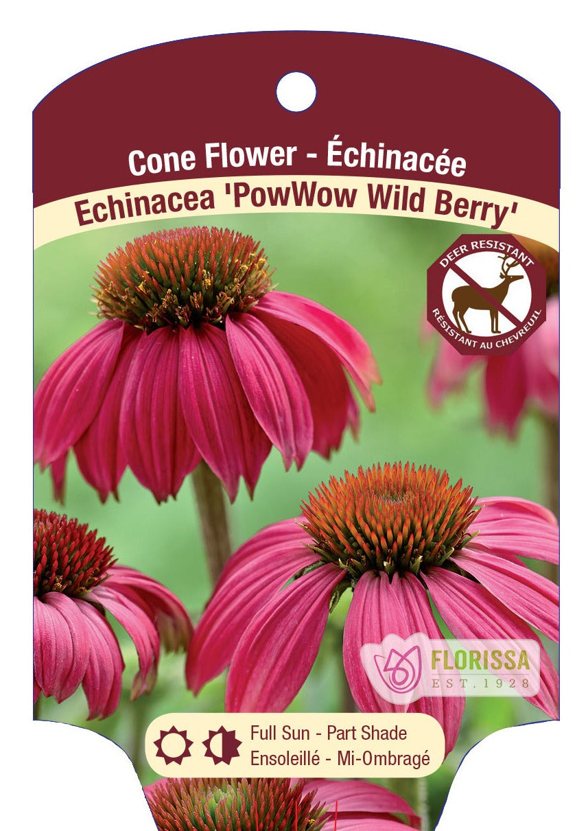 Echinacea 'Pow Wow Wild Berry'
