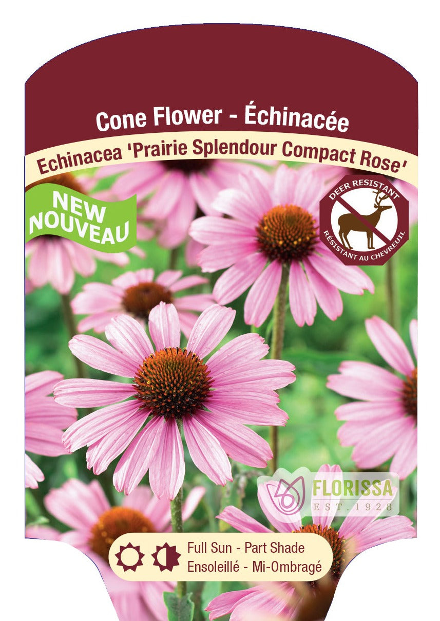 Echinacea 'Prairie Splendor Compact Rose'