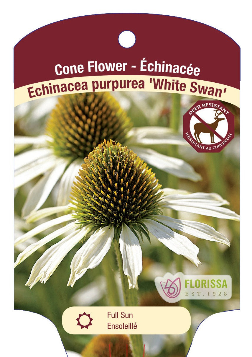 echinacea white swan seeds Echinacea Coneflower 'White Swan' – van der Meer Garden Centre