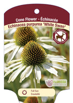 Echinacea Coneflower 'White Swan'