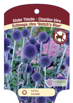 Echinops Globe Thistle 'Ritro Veitch's Blue'