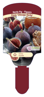 Chicago Hardy Fig