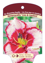 Daylily Hemerocallis 'Lies & Lipstick'