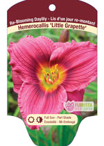 Daylily Hemerocallis'Little Grapette'