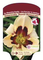 Daylily Hemerocallis 'Moonlit Masquerade'