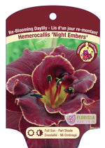 Daylily 'Night Embers'