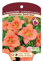 Daylily Hemerocallis 'South Seas'