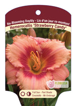 Daylily 'Strawberry Candy'
