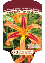 Daylily 'Tigereye Spider'