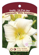 Daylily Hemerocallis'White Temptation'