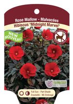 Midnight Marvel Hibiscus Summerific