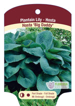Hosta 'Big Daddy'