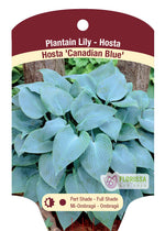 Hosta 'Canadian Blue'