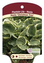 Hosta 'Christmas Tree'