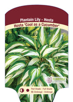 Hosta 'Cool as a Cucumber'