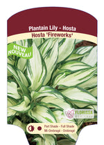 Hosta 'Fireworks'