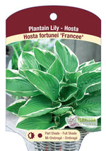 Hosta 'Francee'