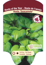 Hosta 'Guacamole'
