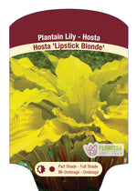 Hosta 'Lipstick Blonde'