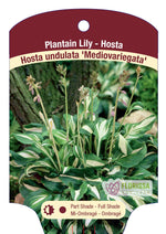 Hosta 'Mediovariegata'