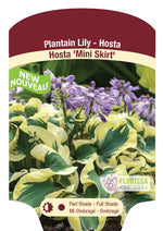 Hosta 'Mini Skirt'