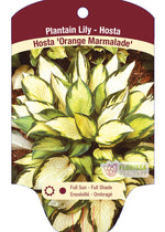 Hosta 'Orange Marmalade'