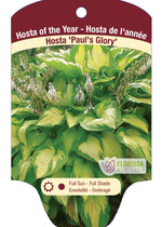 Hosta 'Paul's Glory'