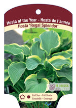 Hosta 'Regal Splendor'