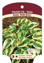 Hosta 'Wide Brim'