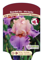 Bearded Iris Germanica 'Discovered Treasure'