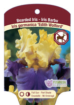 Bearded Iris Germanica 'Edith Wolford '