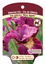 Bearded Iris Germanica 'Miss Apple'