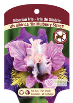 Bearded Iris Germanica 'On Mulberry Street'