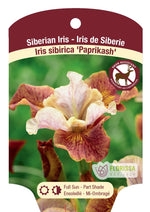 Bearded Iris Germanica 'Paprikash'