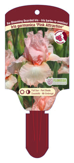 Bearded Iris Germanica 'Pink Attraction'