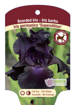 Bearded Iris Germanica 'Superstition'