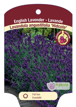 Hidcote Lavandula